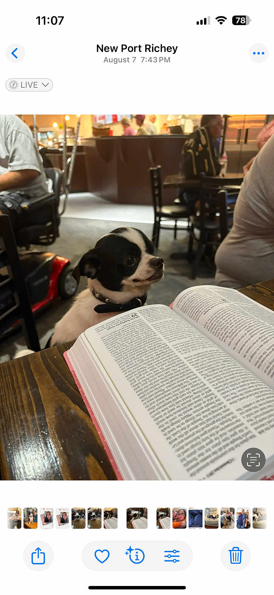 Danny joined the competition — help win amazing prizes! dog, small_dog, black_and_white, book, reading, table, wooden_table, indoor, people, chairs, background, blurred_background, curious, pet, collar, seated, public_place, restaurant, floor, light