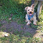 Peek a rejoint le concours — aidez-le/la à gagner de superbes lots ! dog, small_dog, grass, bench, leash, harness, outdoor, sunlight, tongue_out, pet, cute, animal, happy, nature, scruffy, canine, park, playful, sitting, daytime