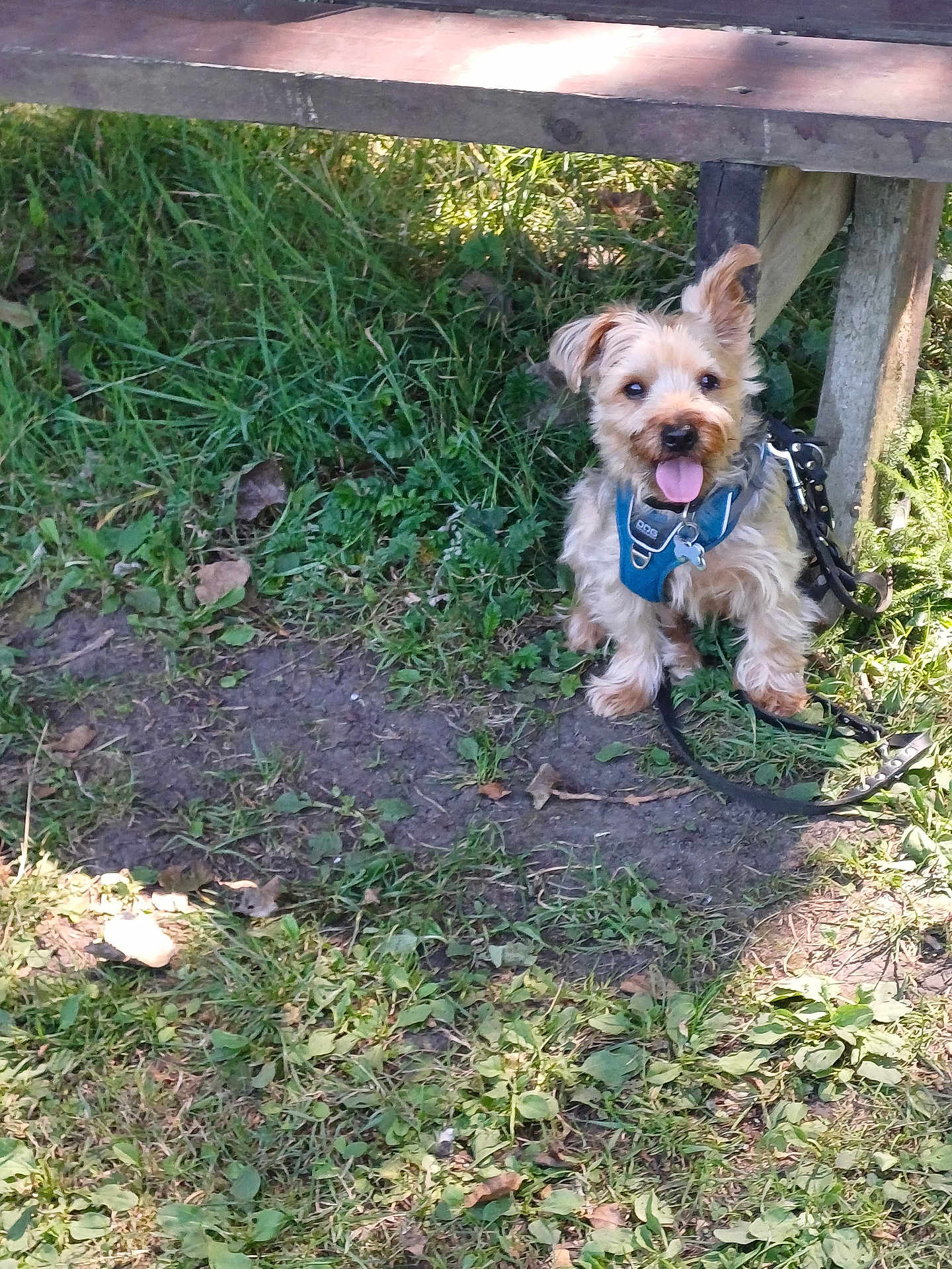 Peek a rejoint le concours — aidez-le/la à gagner de superbes lots ! dog, small_dog, grass, bench, leash, harness, outdoor, sunlight, tongue_out, pet, cute, animal, happy, nature, scruffy, canine, park, playful, sitting, daytime