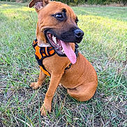 Baki participe au concours pour gagner de l'argent avec cette photo : dog, brown_dog, pet, animal, portrait, outdoor, meadow, grass, field, sitting, happy, smiling, open_mouth, tongue, teeth, harness, orange_harness, short_hair, nature, daylight