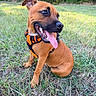 dog, brown_dog, pet, animal, portrait, outdoor, meadow, grass, field, sitting, happy, smiling, open_mouth, tongue, teeth, harness, orange_harness, short_hair, nature, daylight