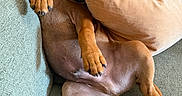 Baki participe au concours pour gagner de l'argent avec cette photo : dog, puppy, brown_dog, sleeping, relaxed, couch, sofa, pillows, indoor, home, pet, animal, portrait, close_up, lying_down, upside_down, paws, belly, cozy, funny