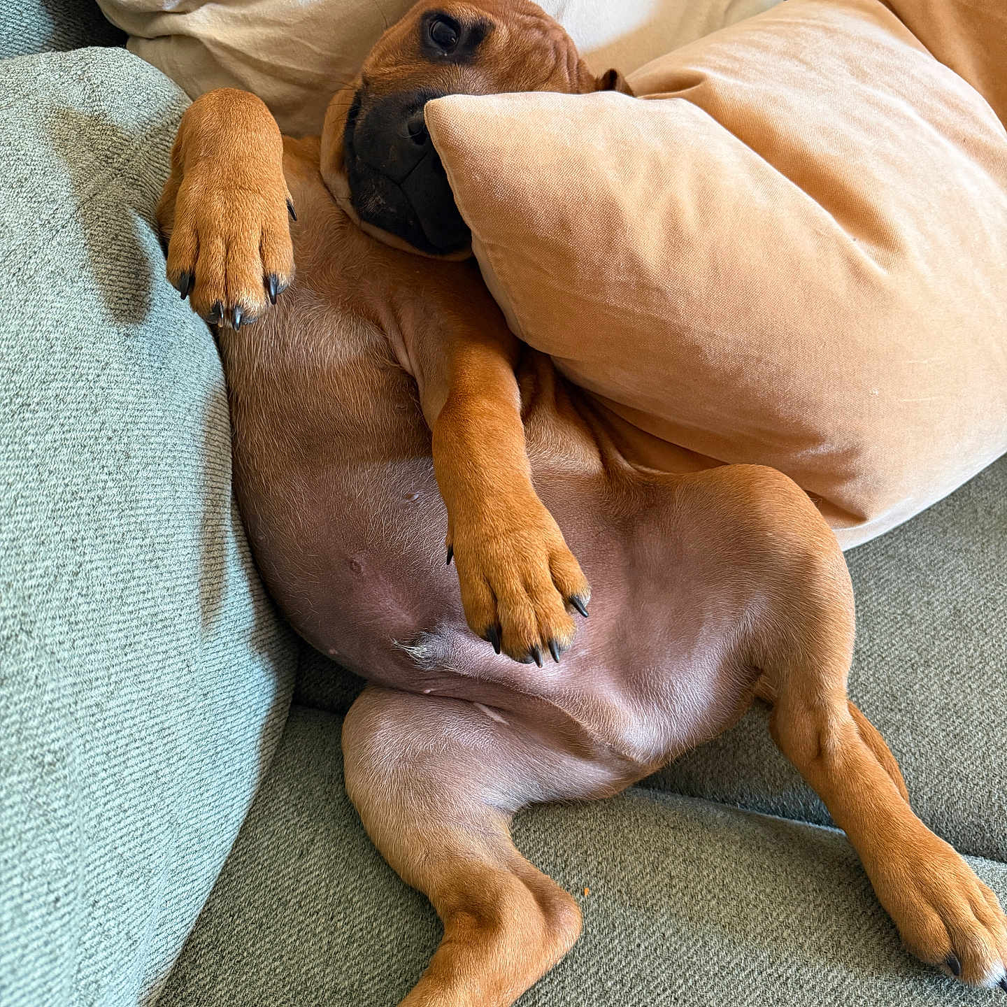 Baki
