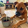 Baki a rejoint le concours — aidez-le/la à gagner de superbes lots ! dog, pet, brown_dog, short_hair, floppy_ears, black_muzzle, paws, lying_down, table, mug, coffee, spoon, indoor, living_room, home, plant, furniture, portrait, close_up, cozy