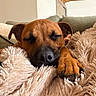 Baki a rejoint le concours — aidez-le/la à gagner de superbes lots ! dog, brown_dog, sleeping, sleepy, resting, snuggled, blanket, fluffy_blanket, paw, claws, muzzle, closed_eyes, indoors, couch, home, cozy, cute, portrait, relaxed, nap