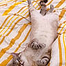 Shiny participe au concours pour gagner de l'argent avec cette photo : cat, pet, lying_down, bed, blanket, striped, yellow, white, fur, relaxed, cute, animal, indoor, cozy, resting, sleepy, whiskers, paws, tail, comfort
