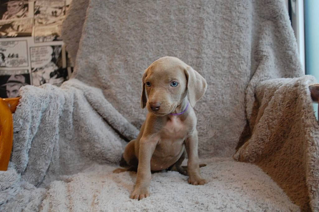 Raya a rejoint le concours — aidez-le/la à gagner de superbes lots ! beagador, canidae, carnivore, dog, dog_breed, fawn, mammal, pointer, pointing_breed, puppy, snout, sporting_group, vertebrate, vizsla, weimaraner