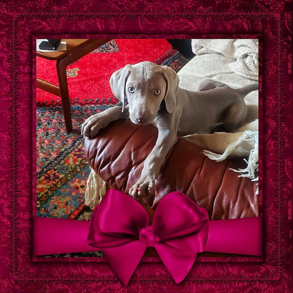 Raya a rejoint le concours — aidez-le/la à gagner de superbes lots ! canidae, carnivore, dachshund, dog, dog_breed, fawn, gun_dog, linens, liver, magenta, picture_frame, pointer, pointing_breed, sporting_group, vizsla, weimaraner
