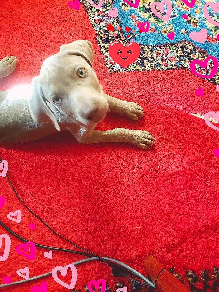 Raya a rejoint le concours — aidez-le/la à gagner de superbes lots ! canidae, carnivore, dog, dog_breed, fawn, italian_greyhound, pink, rajapalayam, sighthound, sporting_group, weimaraner, whippet