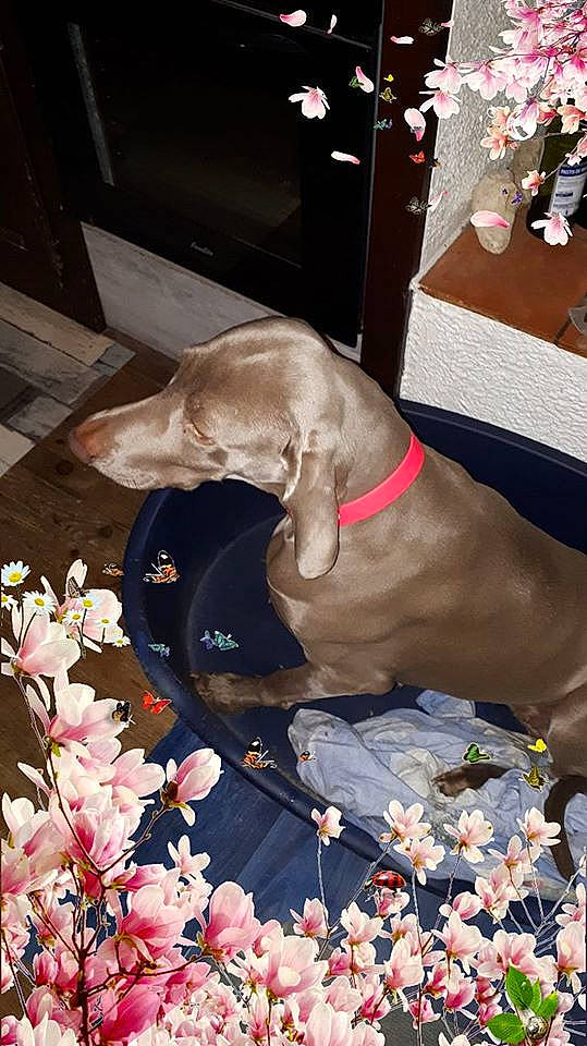 Nikita a rejoint le concours — aidez-le/la à gagner de superbes lots ! canidae, carnivore, dog, dog_breed, fawn, great_dane, sporting_group, weimaraner