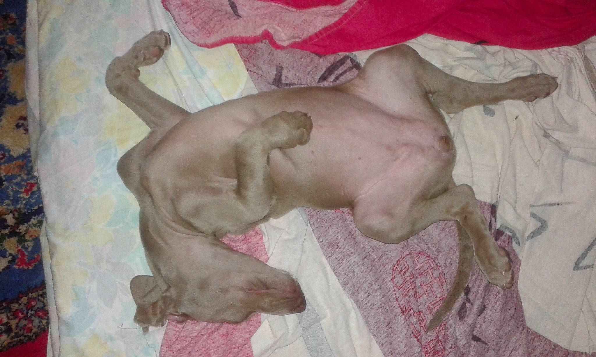 Nikita participe au concours pour gagner de l'argent avec cette photo : canidae, carnivore, dog, dog_breed, fawn, non_sporting_group, pointer, sporting_group, tail, vizsla, weimaraner