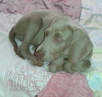 Nikita participe au concours pour gagner de l'argent avec cette photo : beagador, canidae, carnivore, companion_dog, dog, dog_breed, fawn, mammal, pointing_breed, puppy, rajapalayam, sporting_group, vertebrate, vizsla, weimaraner