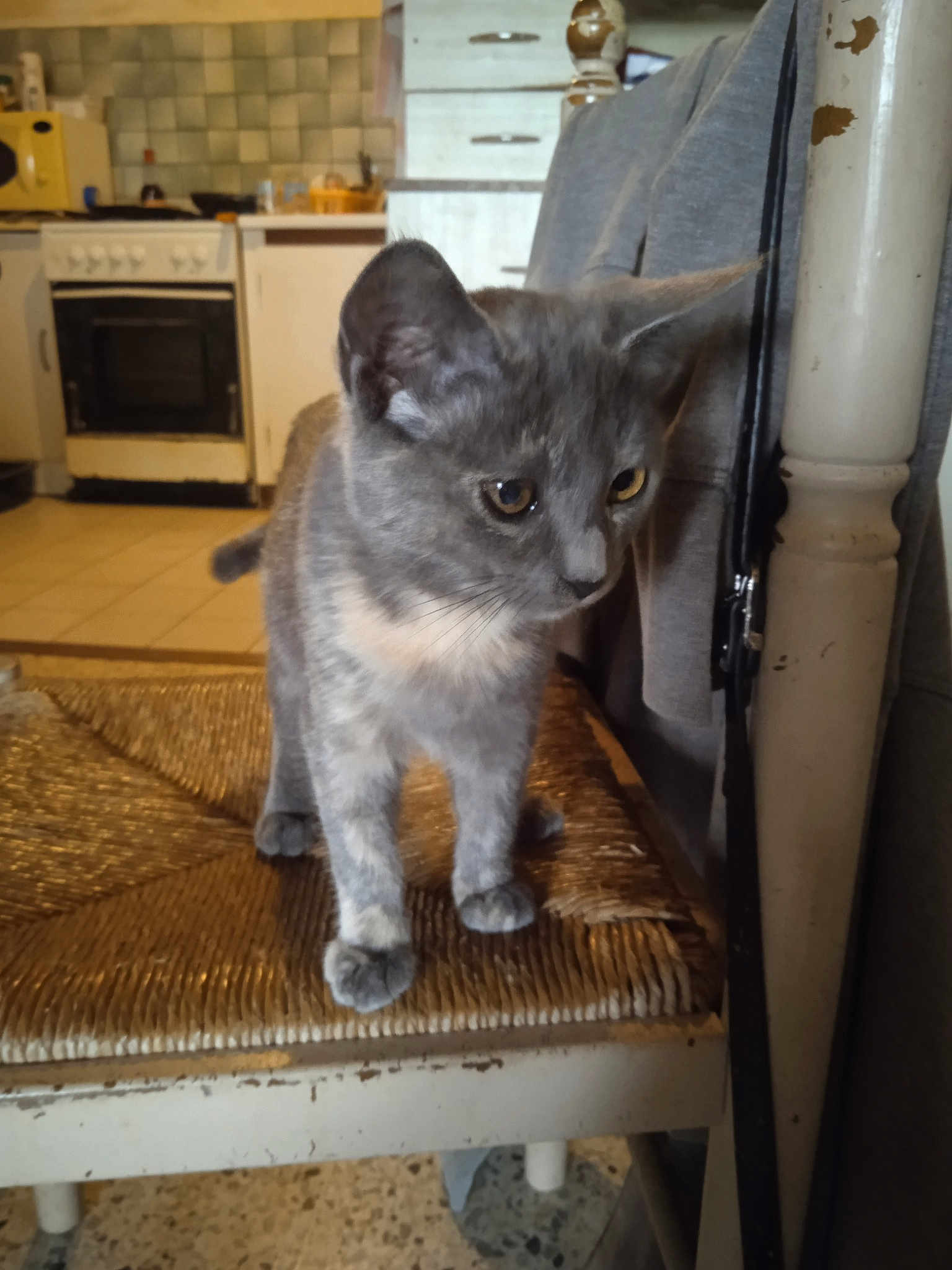 Chouquette