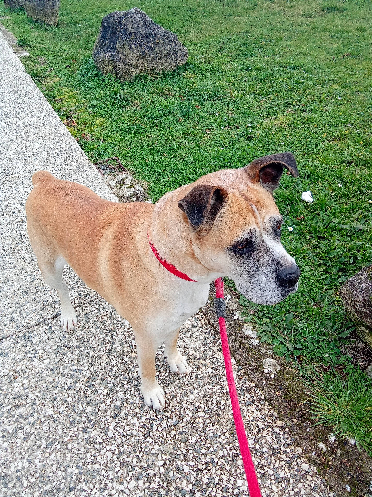 Garry a rejoint le concours — aidez-le/la à gagner de superbes lots ! canidae, carnivore, collar, companion_dog, dog, dog_breed, dog_collar, dog_supply, fawn, grass, leash, plant, road_surface, snout, sporting_group, tail, working_animal, working_dog