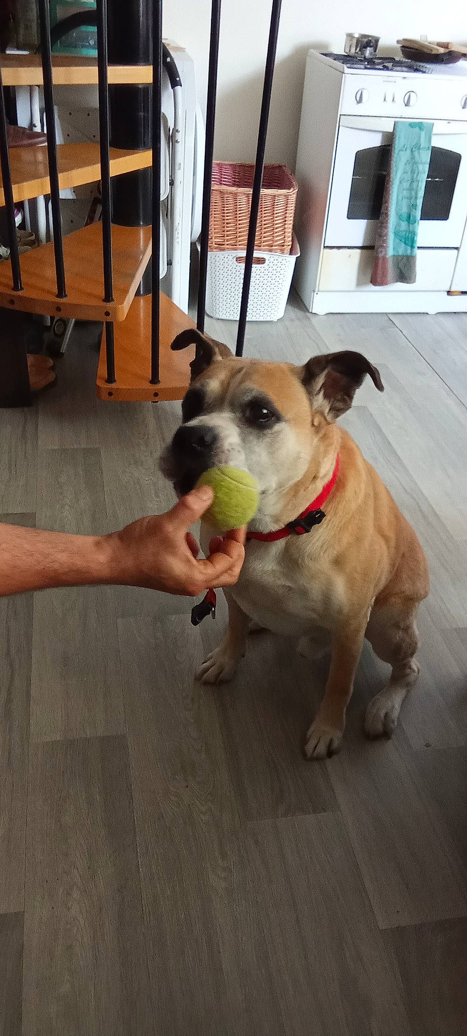 Garry a rejoint le concours — aidez-le/la à gagner de superbes lots ! carnivore, collar, companion_dog, dog, dog_breed, dog_collar, dog_supply, fashion_accessory, fawn, floor, flooring, hardwood, leash, pet_supply, snout, sporting_group, whiskers, wood, wood_flooring, working_animal