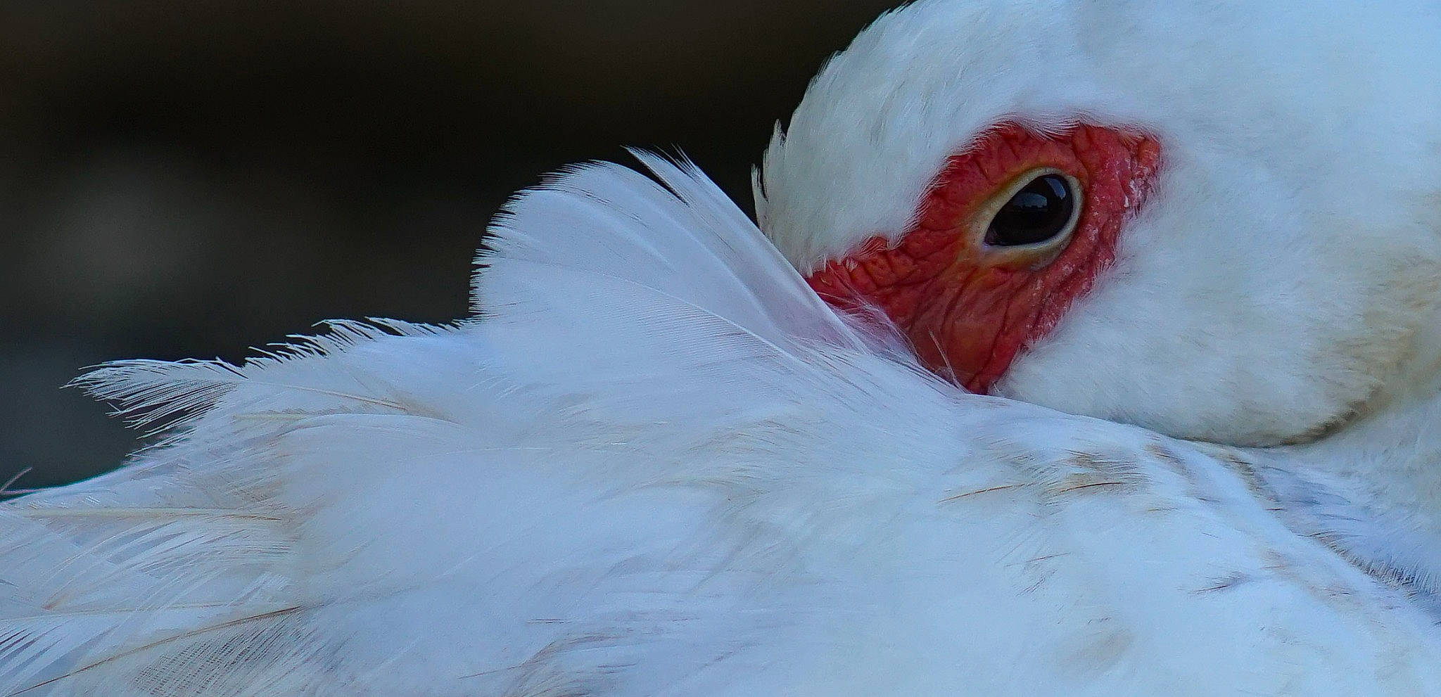 Freddy participe au concours pour gagner de l'argent avec cette photo : _geese_and_swans, beak, bird, close_up, duck, ducks, eye, feather, goose, water_bird, wildlife, wing