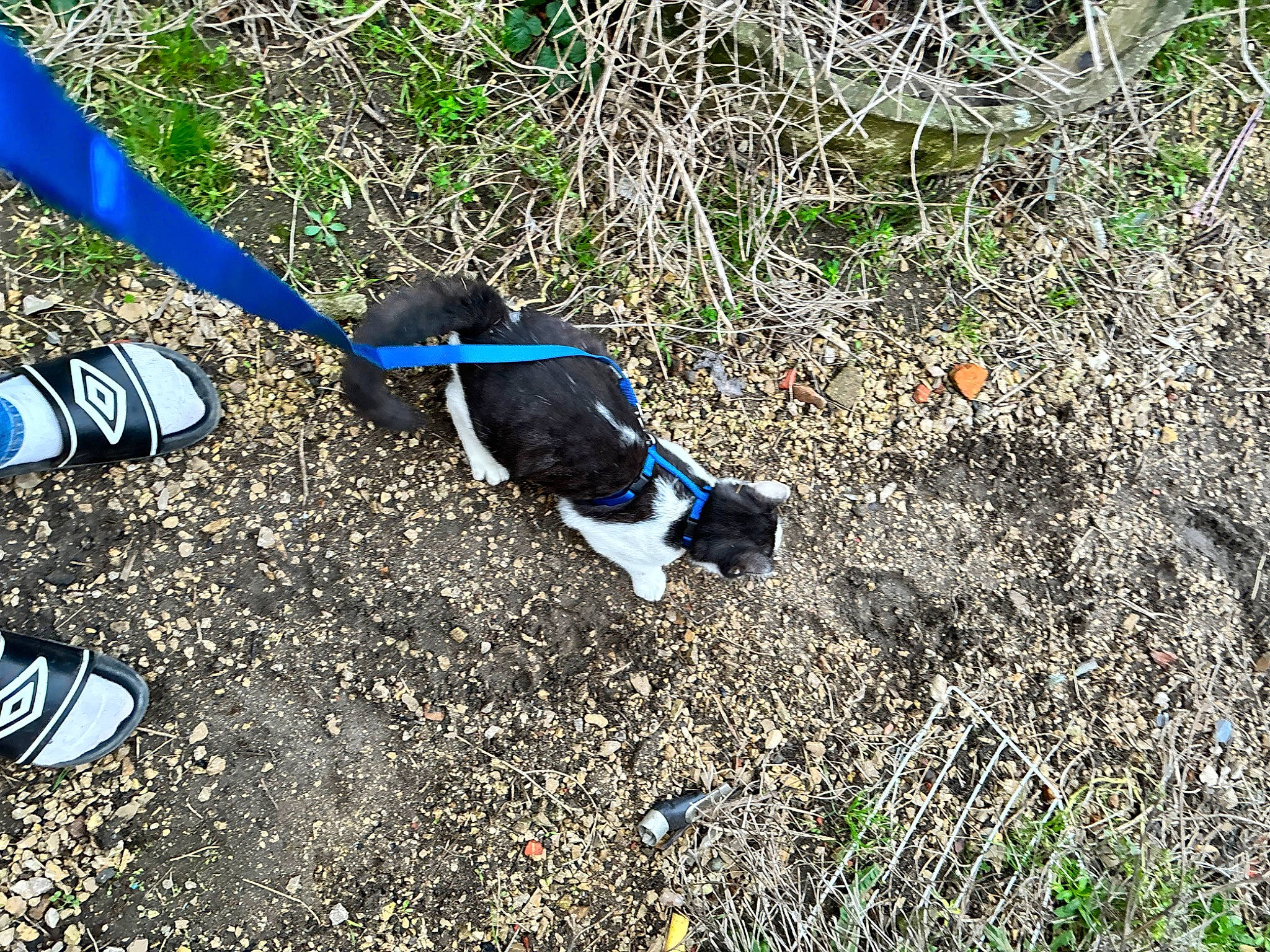 Uno a rejoint le concours — aidez-le/la à gagner de superbes lots ! adventure, asphalt, cross_training_shoe, electric_blue, fashion_accessory, glove, grass, human_leg, litter, people_in_nature, personal_protective_equipment, plant, recreation, shadow, shoe, sneakers, soil, sporting_group, thigh, walking_shoe