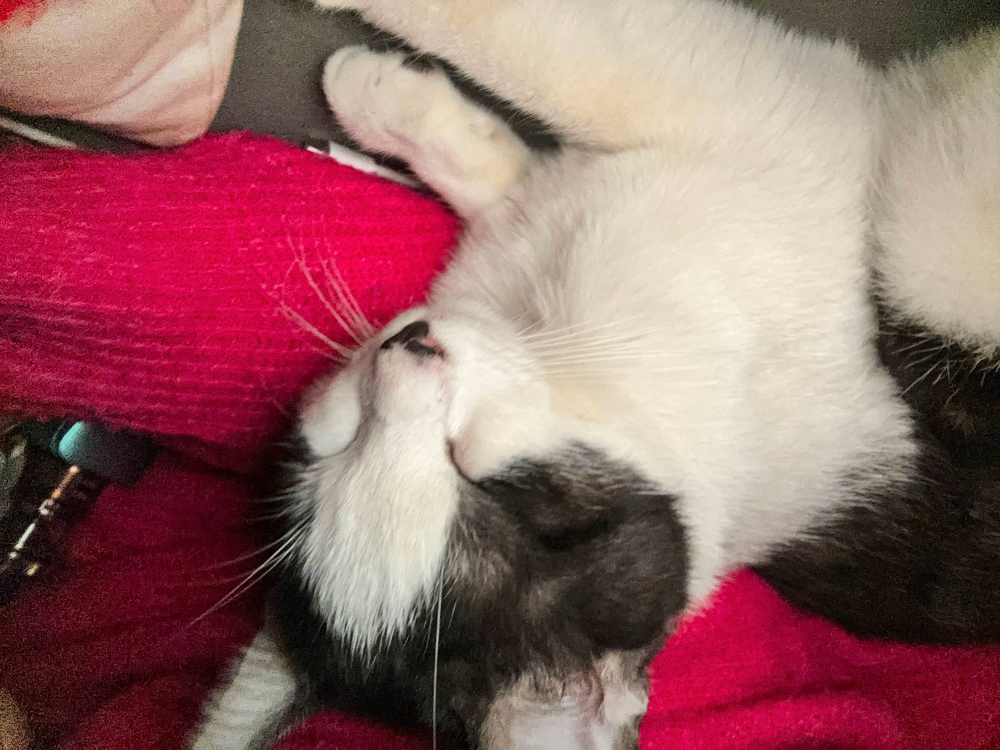 Uno a rejoint le concours — aidez-le/la à gagner de superbes lots ! canidae, carmine, carnivore, cat, claw, comfort, companion_dog, domestic_short_haired_cat, fang, felidae, foot, fur, lap, nap, paw, sleep, small_to_medium_sized_cats, snout, tail, whiskers