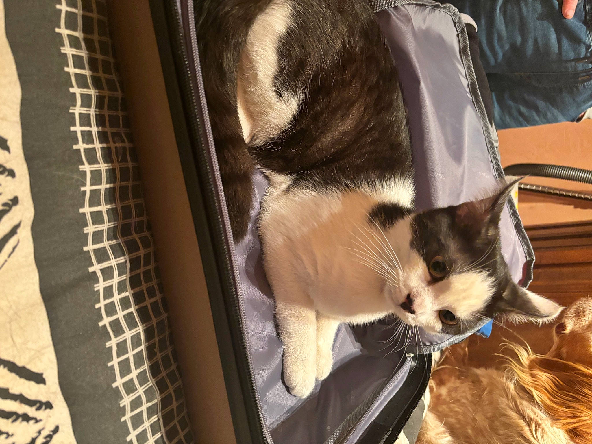 Uno a rejoint le concours — aidez-le/la à gagner de superbes lots ! balinese, canidae, carnivore, cat, collar, comfort, companion_dog, dog_breed, domestic_short_haired_cat, fawn, felidae, fur, pet_supply, small_to_medium_sized_cats, snout, sporting_group, tail, thai, whiskers, wood