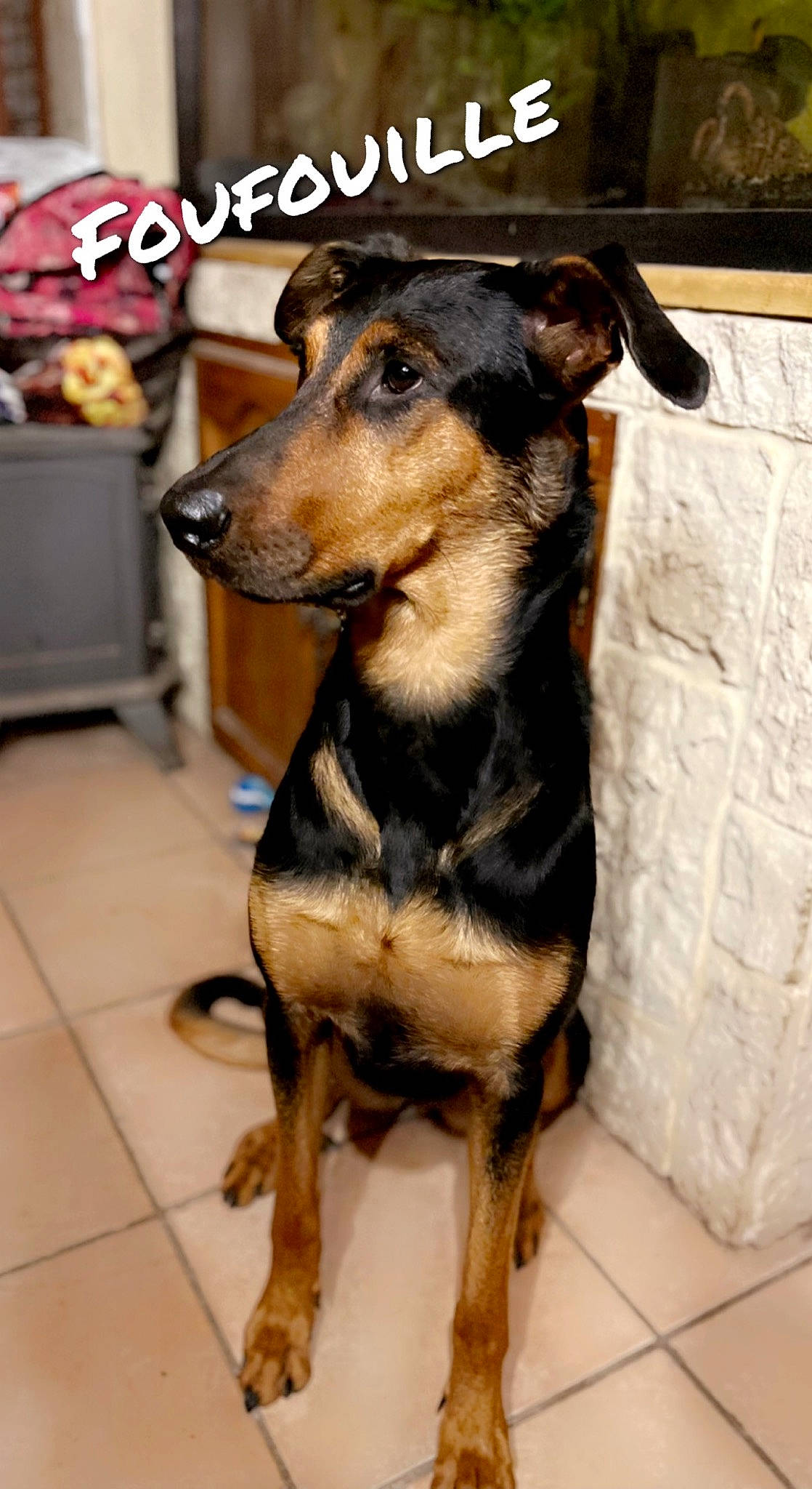 Olympe participe au concours pour gagner de l'argent avec cette photo : canidae, carnivore, collar, companion_dog, dog, dog_breed, dog_supply, fawn, flooring, fur, pet_supply, pinscher, snout, sporting_group, terrestrial_animal, working_animal, working_dog