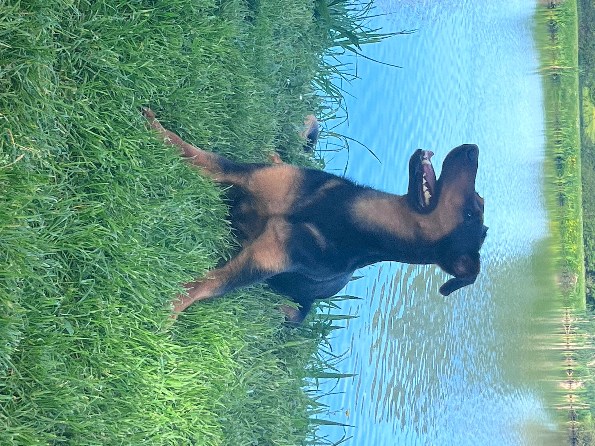 Olympe a rejoint le concours — aidez-le/la à gagner de superbes lots ! canidae, carnivore, dog, dog_breed, fawn, grass, guard_dog, lake, liver, nature_reserve, people_in_nature, plant, reflection, snout, sporting_group, tail, terrestrial_animal, tree, water, working_animal