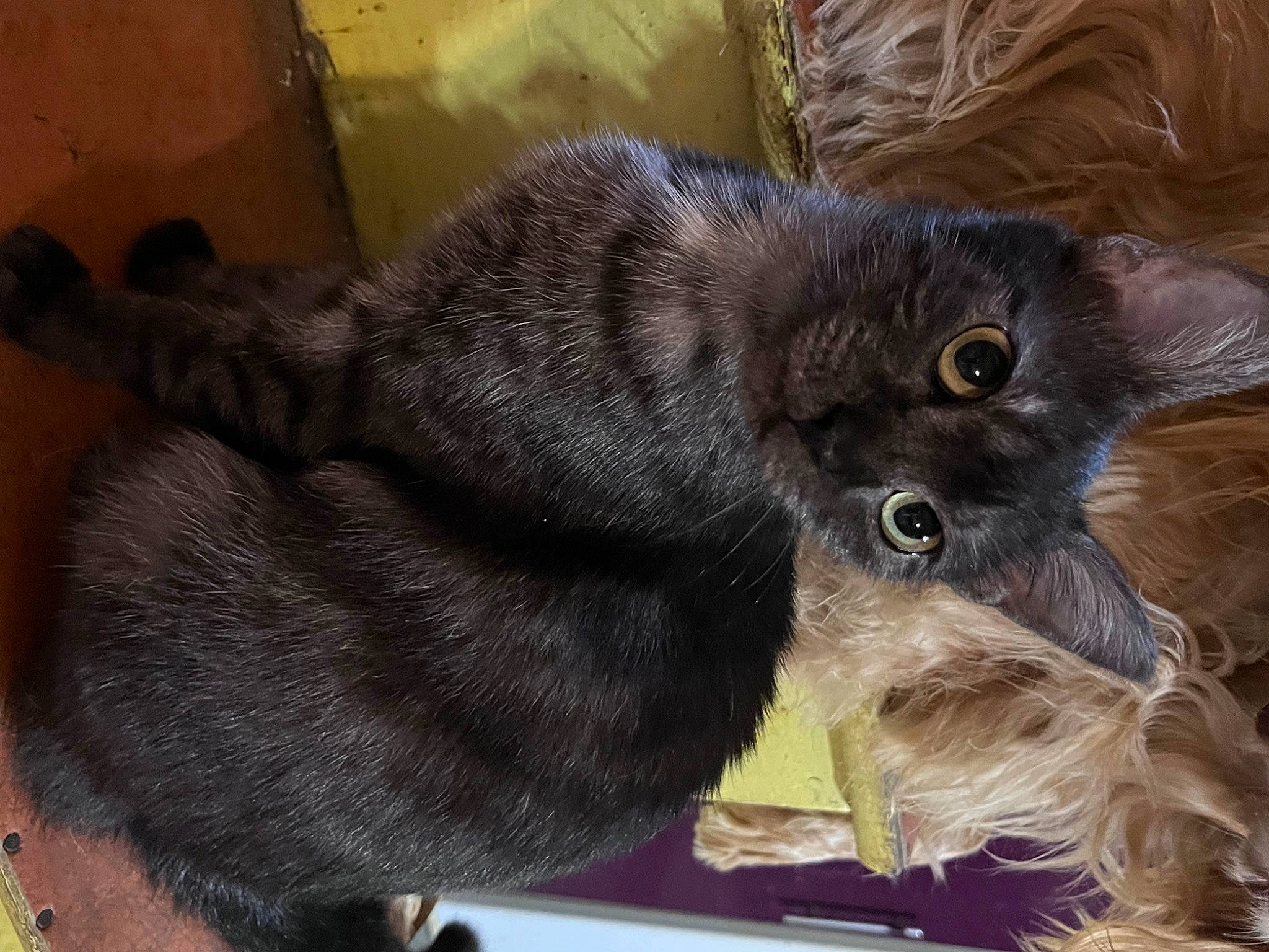 Grigri participe au concours pour gagner de l'argent avec cette photo : black_cat, bombay, carnivore, cat, claw, comfort, dog_breed, domestic_short_haired_cat, felidae, fur, grey, liver, paw, small_to_medium_sized_cats, tail, terrestrial_animal, whiskers