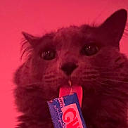 Anoosh joined the competition — help win amazing prizes! animal, cat, close_up, curious, cute, ears, face, feline, fur, indoor, licking, macro, muzzle, packet, pet, playful, red_light, tongue, tongue_out, whiskers