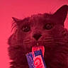 animal, cat, close_up, curious, cute, ears, face, feline, fur, indoor, licking, macro, muzzle, packet, pet, playful, red_light, tongue, tongue_out, whiskers