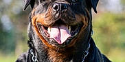 Oxygène a rejoint le concours — aidez-le/la à gagner de superbes lots ! dog, rottweiler, canine, pet, animal, outdoor, tongue, panting, collar, chain, black, brown, fur, happy, smiling, portrait, closeup, nature, grass, daylight