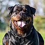 dog, rottweiler, canine, pet, animal, outdoor, tongue, panting, collar, chain, black, brown, fur, happy, smiling, portrait, closeup, nature, grass, daylight