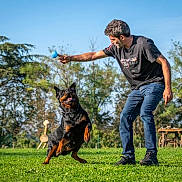 Oxygène a rejoint le concours — aidez-le/la à gagner de superbes lots ! man, dog, rottweiler, playing, fetch, ball, outdoor, grass, park, happy, jumping, pet, animal, exercise, casual_clothing, sunny, daytime, trees, nature, fun