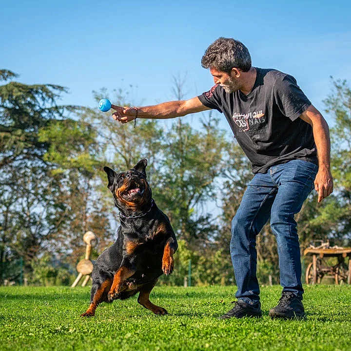 Oxygène a rejoint le concours — aidez-le/la à gagner de superbes lots ! man, dog, rottweiler, playing, fetch, ball, outdoor, grass, park, happy, jumping, pet, animal, exercise, casual_clothing, sunny, daytime, trees, nature, fun