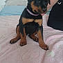 Oxygène participe au concours pour gagner de l'argent avec cette photo : puppy, rottweiler, dog, pet, bed, blanket, indoor, cute, animal, young, black, brown, fur, collar, person, arm, resting, sitting, tongue_out, domestic