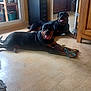 Oxygène a rejoint le concours — aidez-le/la à gagner de superbes lots ! rottweiler, dog, indoor, floor, toy, pet, animal, smiling, lying_down, furniture, cabinet, drawer, window, light, room, home, playful, tongue_out, black_and_tan, domestic
