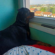 Oxygène participe au concours pour gagner de l'argent avec cette photo : dog, rottweiler, window, bed, blanket, remote_control, indoor, looking_out, resting, domestic, pet, animal, side_view, calm, daylight, house, urban, greenery, sky, quiet