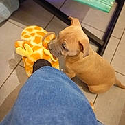 Apash a rejoint le concours — aidez-le/la à gagner de superbes lots ! brown_dog, casual, cozy, curious, cute, dog, floor, footwear, giraffe_pattern, glass_table, home, indoor, jeans, leg, person, pet, puppy, slipper, sniffing, tile