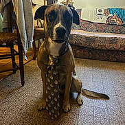 Eliott participe au concours pour gagner de l'argent avec cette photo : dog, indoor, tie, floor, chair, window, couch, furniture, pattern, pet, canine, sitting, room, decor, tie_pattern, animal, domestic, portrait, looking_at_camera, brown_dog