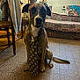 dog, indoor, tie, floor, chair, window, couch, furniture, pattern, pet, canine, sitting, room, decor, tie_pattern, animal, domestic, portrait, looking_at_camera, brown_dog