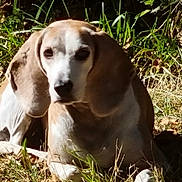 Luna a rejoint le concours — aidez-le/la à gagner de superbes lots ! dog, outdoor, grass, sunlight, animal, pet, beagle, ears, face, nature, leaf, relaxing, canine, mammal, daylight, fur, lying_down, greenery, brown, white