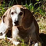 dog, outdoor, grass, sunlight, animal, pet, beagle, ears, face, nature, leaf, relaxing, canine, mammal, daylight, fur, lying_down, greenery, brown, white