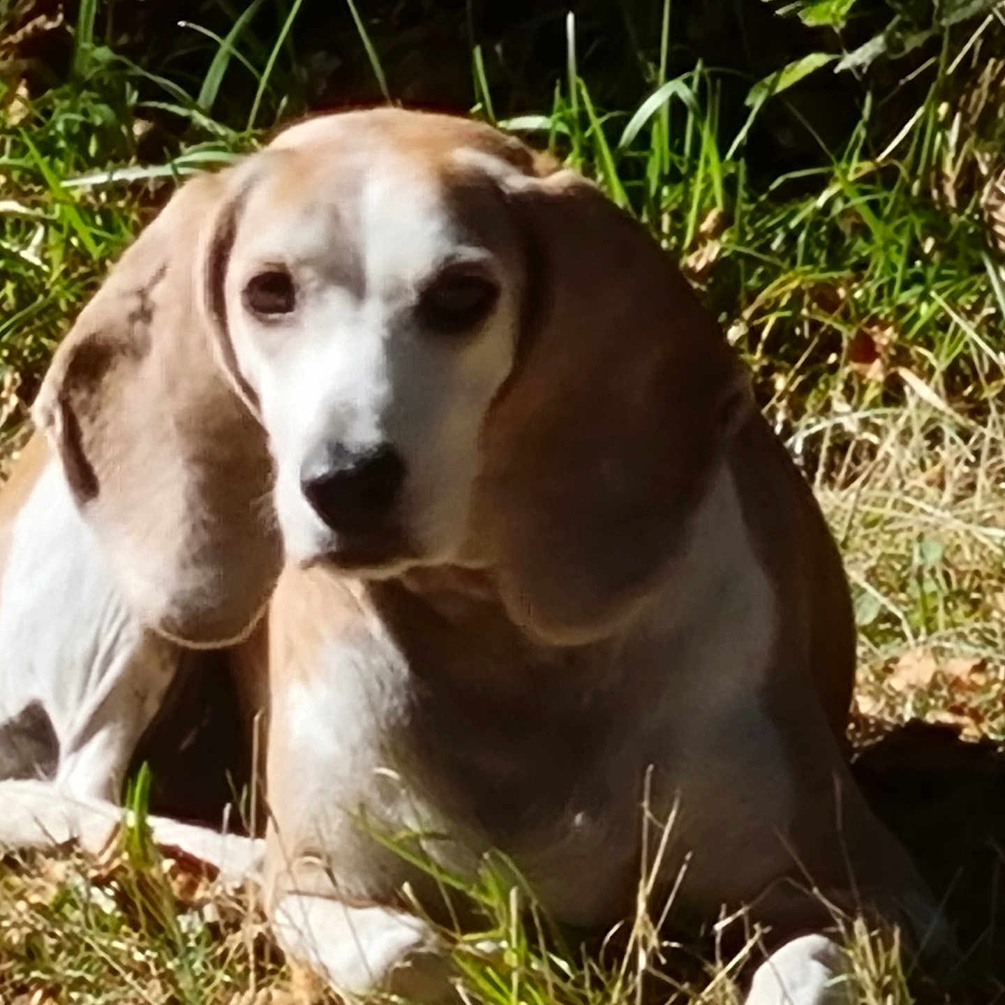 Luna a rejoint le concours — aidez-le/la à gagner de superbes lots ! dog, outdoor, grass, sunlight, animal, pet, beagle, ears, face, nature, leaf, relaxing, canine, mammal, daylight, fur, lying_down, greenery, brown, white