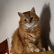 Garfeild joined the competition — help win amazing prizes! cat, orange_tabby, fluffy, indoor, shadow, wooden_surface, curious, pet, feline, animal, whiskers, ears, sitting, fur, domestic_cat, cute, portrait, home, furniture, light