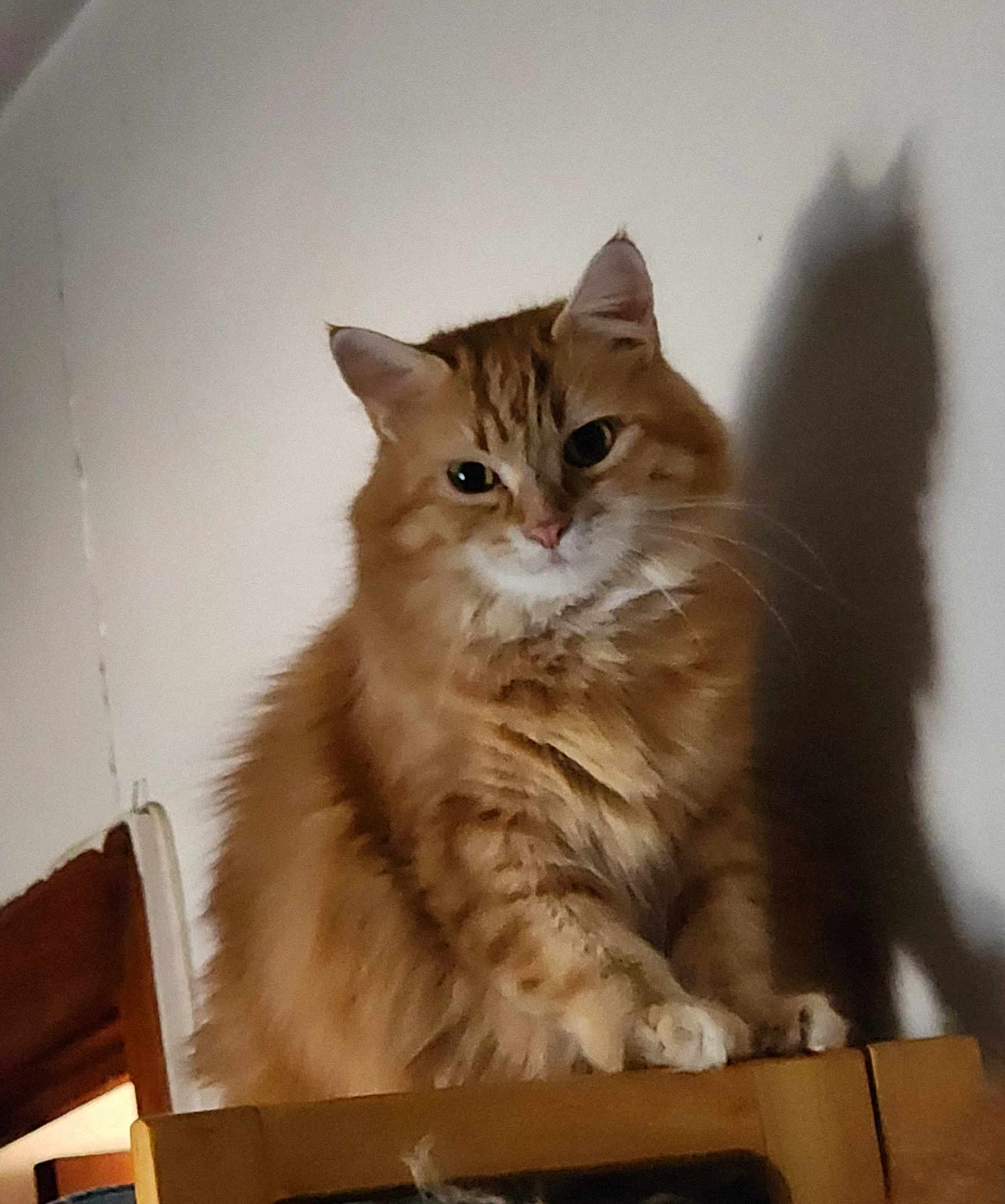 Garfeild joined the competition — help win amazing prizes! cat, orange_tabby, fluffy, indoor, shadow, wooden_surface, curious, pet, feline, animal, whiskers, ears, sitting, fur, domestic_cat, cute, portrait, home, furniture, light