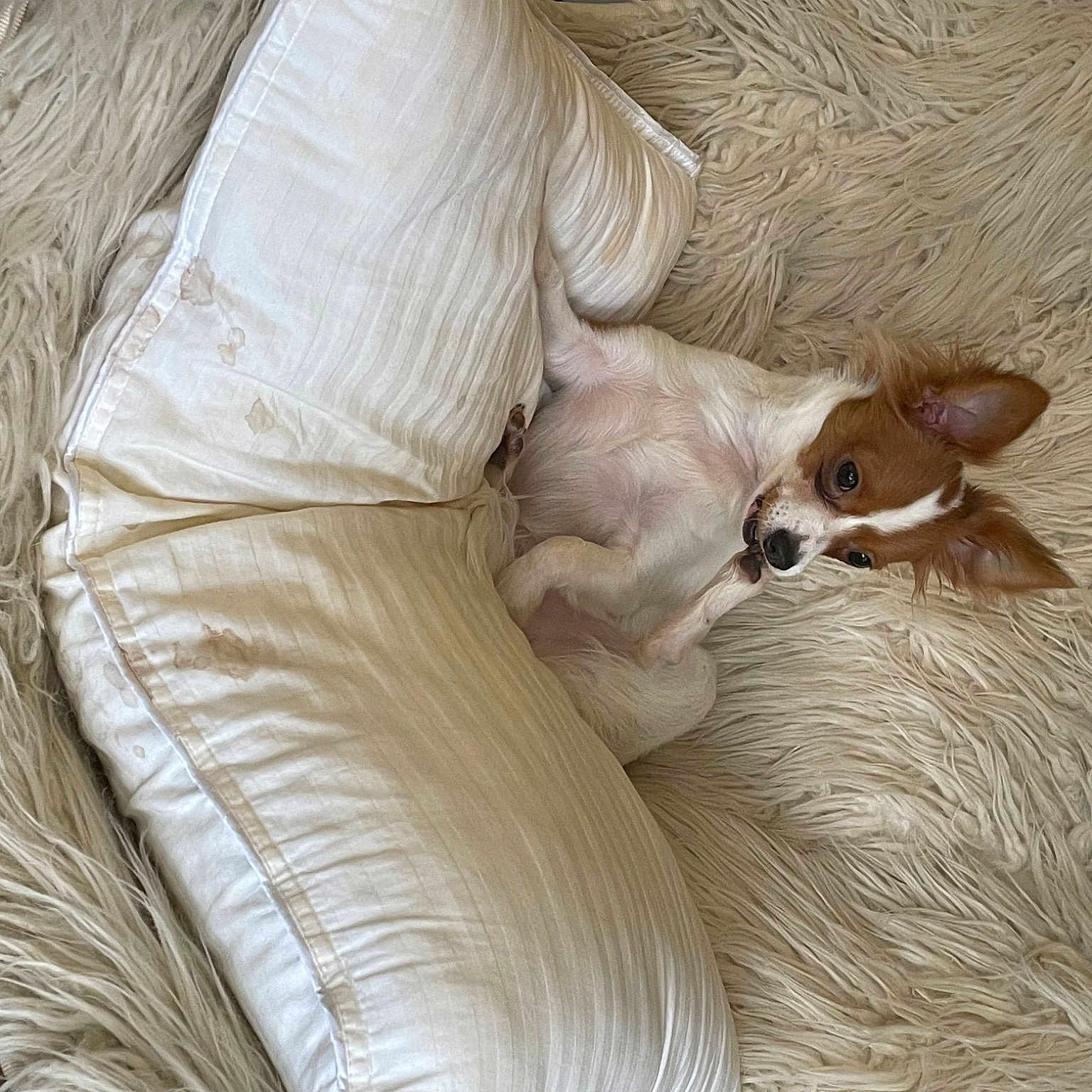 Gizmo joined the competition — help win amazing prizes! bed_sheet, bedding, canidae, carnivore, comfort, companion_dog, couch, dog, dog_breed, dog_supply, fawn, fur, linens, liver, snout, sporting_group, toy_dog, whiskers, wood, working_animal