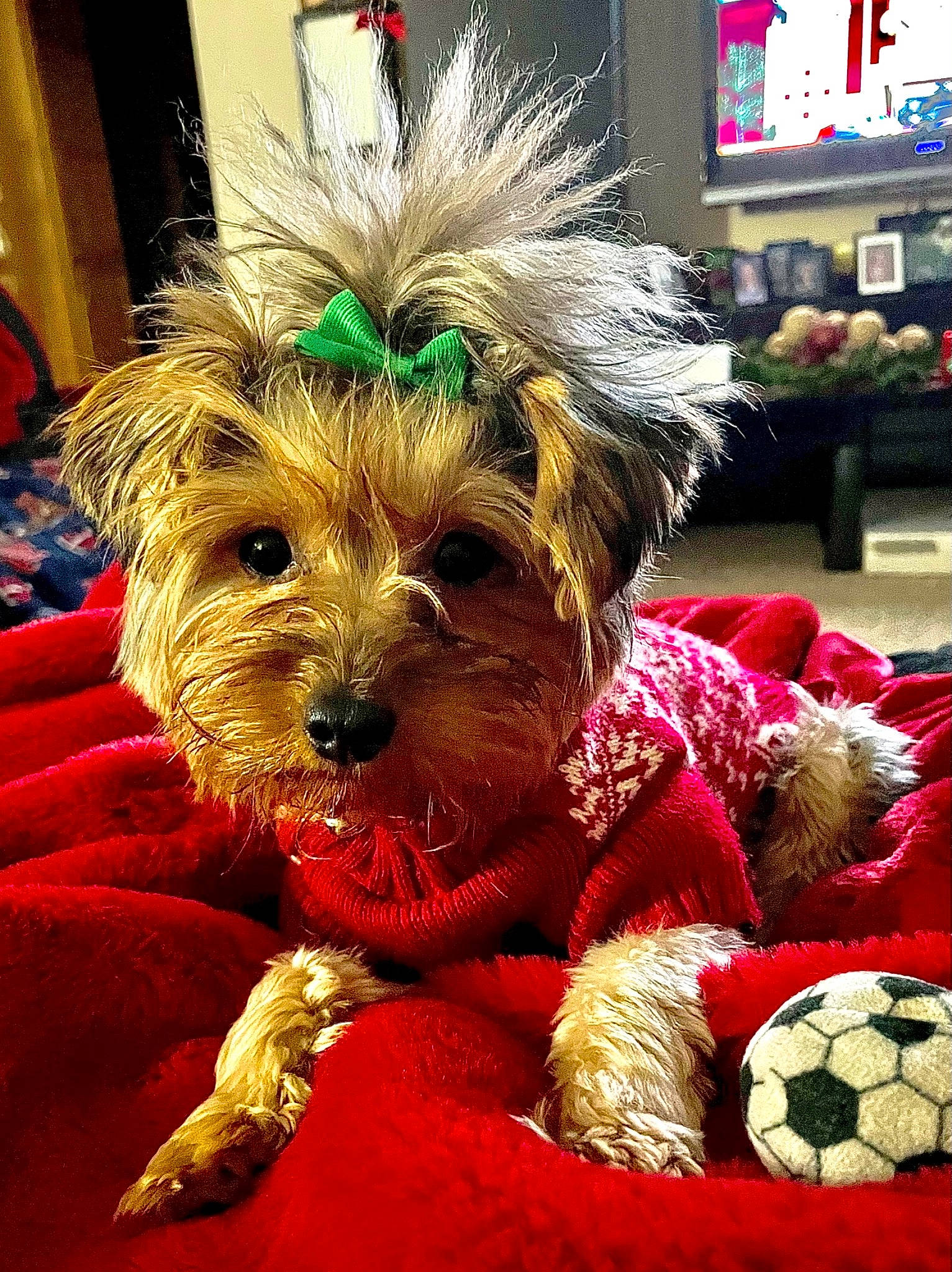Charlotte is registered to the contest to win money with this photo: australian_terrier, biewer_terrier, carnivore, companion_dog, dog, dog_breed, dog_clothes, dog_supply, event, fawn, football, fur, holiday, puppy_love, small_terrier, sporting_group, terrier, toy, toy_dog, yorkipoo