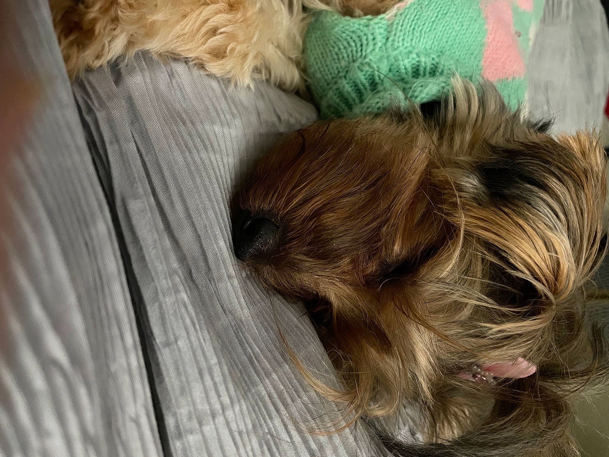 Charlotte is registered to the contest to win money with this photo: canidae, carnivore, comfort, companion_dog, dog, dog_breed, dog_supply, fawn, fur, liver, nap, pet_supply, puppy, small_terrier, snout, sporting_group, terrier, toy_dog, wood, working_animal