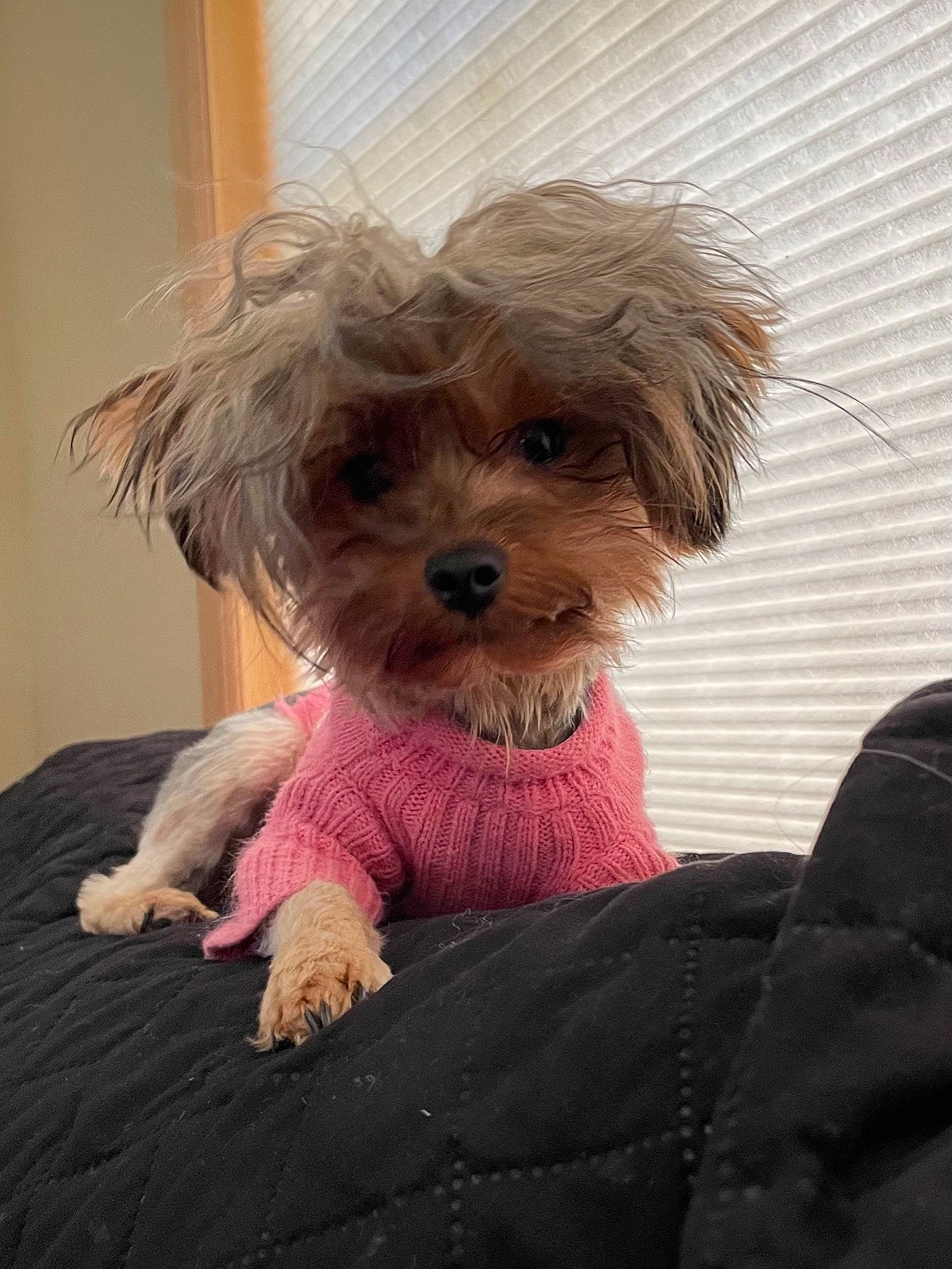 Charlotte is registered to the contest to win money with this photo: canidae, carnivore, companion_dog, dog, dog_breed, dog_clothes, dog_supply, fawn, firefighter, fur, liver, puppy_love, shih_poo, small_terrier, snout, sporting_group, terrier, toy_dog, water_dog, working_animal