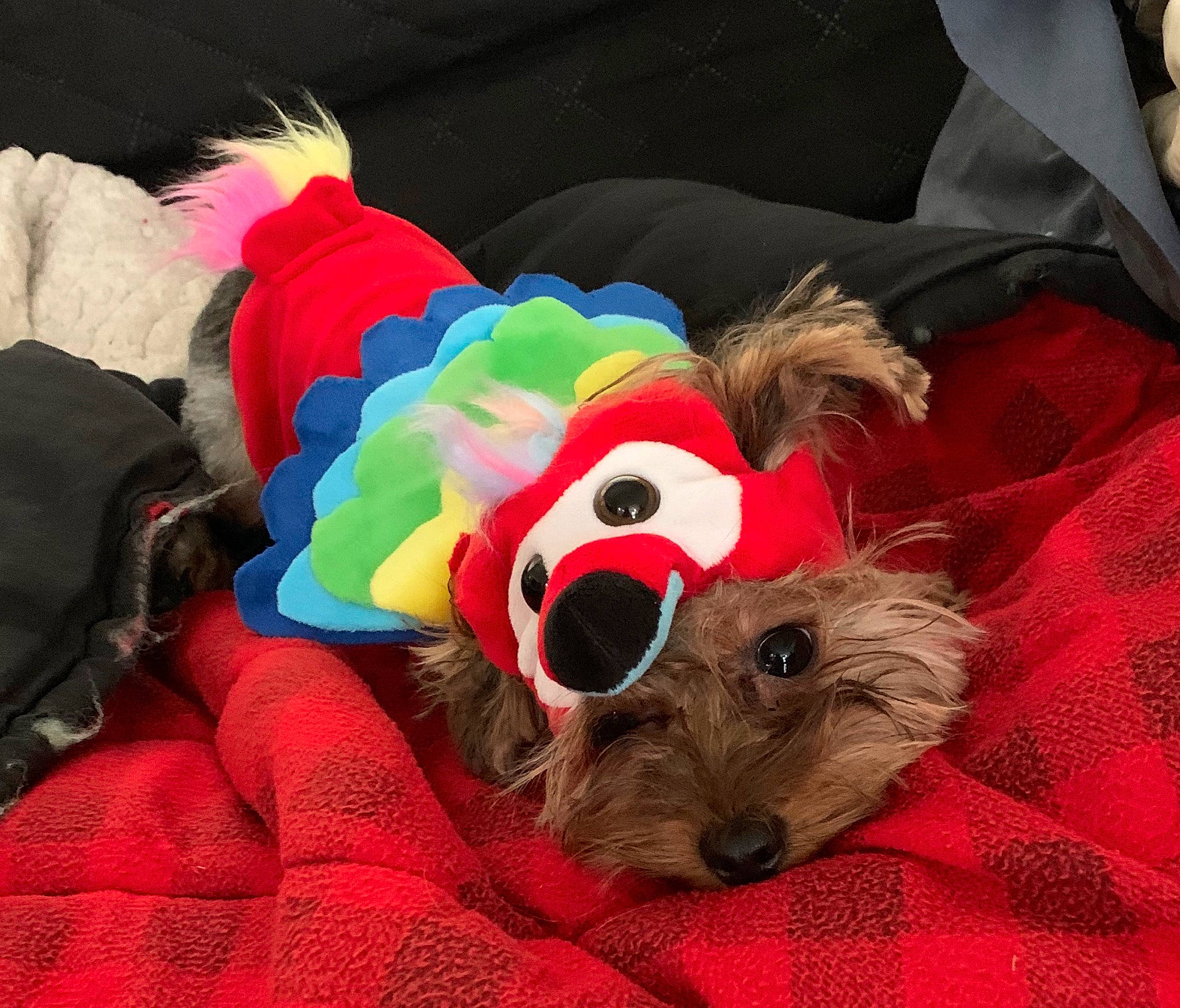 Charlotte is registered to the contest to win money with this photo: canidae, carnivore, companion_dog, dog, dog_breed, dog_clothes, dog_supply, dog_toy, fawn, fur, pet_supply, plush, snout, sporting_group, stuffed_toy, sunglasses, textile, toy, toy_dog, working_animal