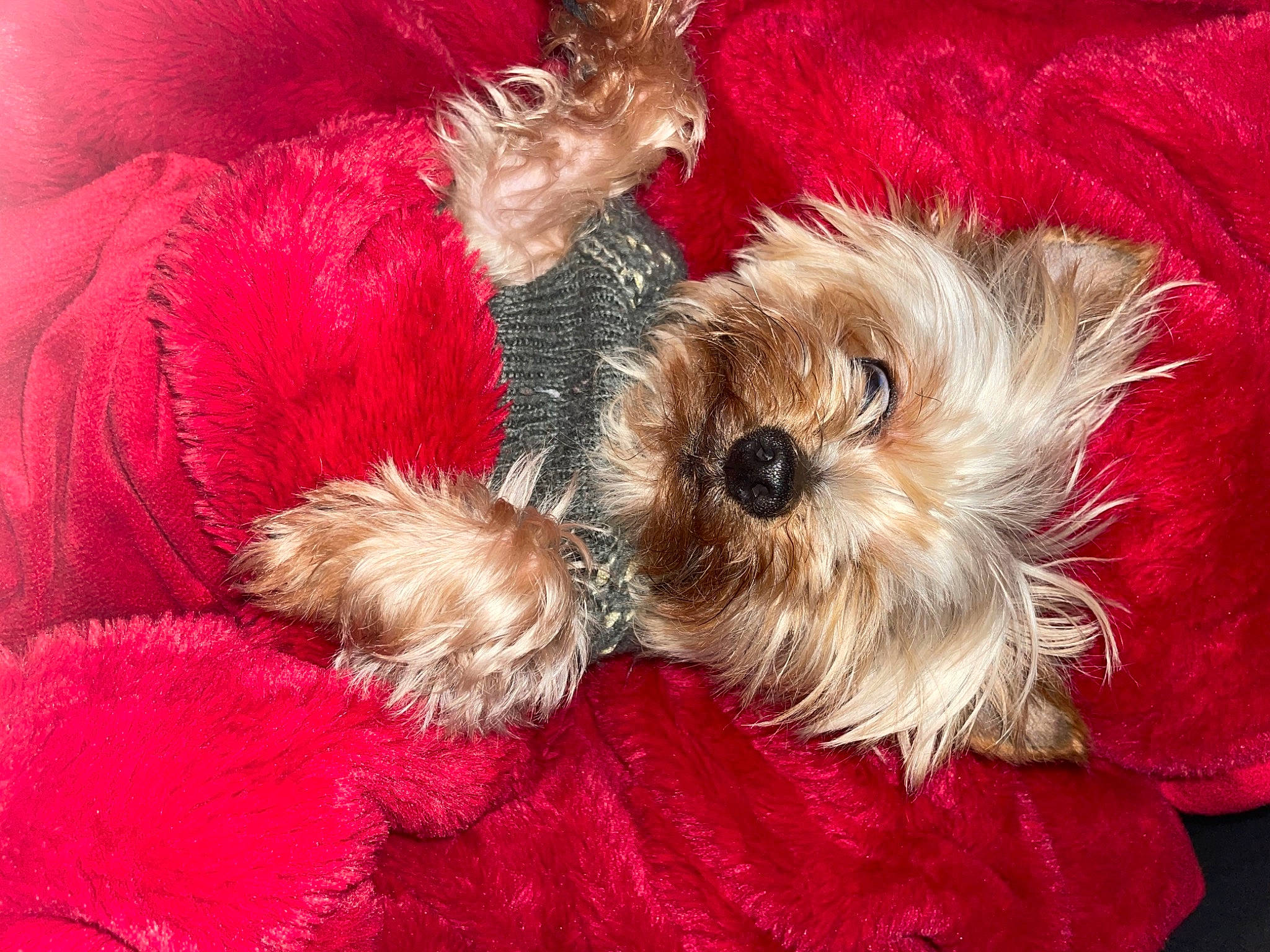 Charlie is registered to the contest to win money with this photo: canidae, carnivore, companion_dog, dog, dog_breed, dog_clothes, dog_supply, event, fawn, fur, liver, pet_supply, pink, puppy_love, small_terrier, snout, sporting_group, terrier, toy_dog, working_animal