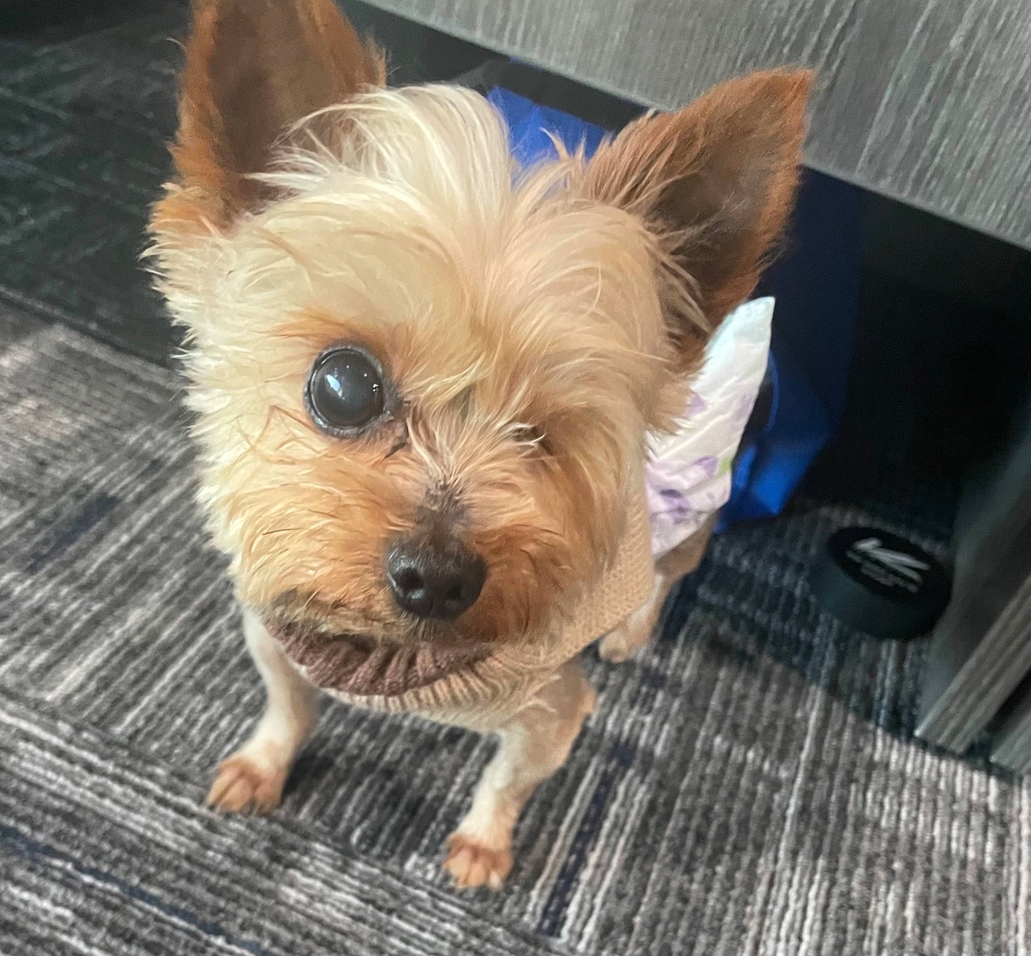 Charlie joined the competition — help win amazing prizes! biewer_terrier, canidae, carnivore, companion_dog, dog, dog_breed, dog_supply, fawn, fur, hardwood, head, liver, metal, small_terrier, snout, sporting_group, toy_dog, wood, yorkipoo, yorkshire_terrier